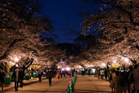 Ueno Park Cherry Blossom Festival Guide