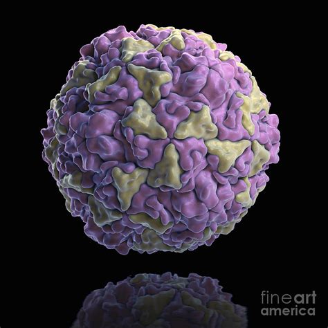 Human Rhinovirus Photograph by Science Picture Co - Fine Art America