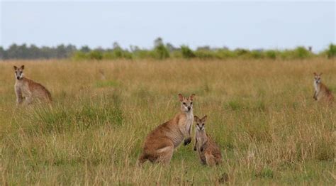 Exotic Wildlife of Papua New Guinea | Luxury Papua New Guinea Itinerary ...