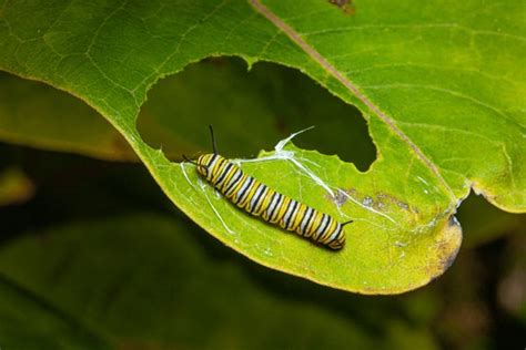 85,485 Caterpillar On Leaves Images, Stock Photos, 3D objects ...