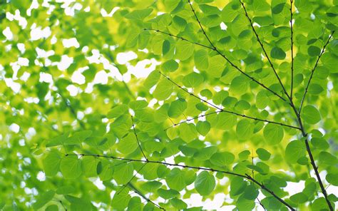 Free photo: Green leaves - Backlight, Close, Green - Free Download - Jooinn