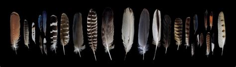 What Can You Learn From a Feather? | Ask the Naturalist - Bay Nature