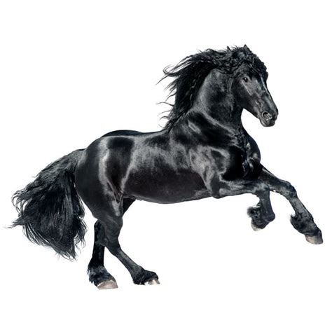 Friesian Horse | Animalife