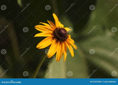 Yellow daisy stock photo. Image of daisy, garden, yellow - 51637680