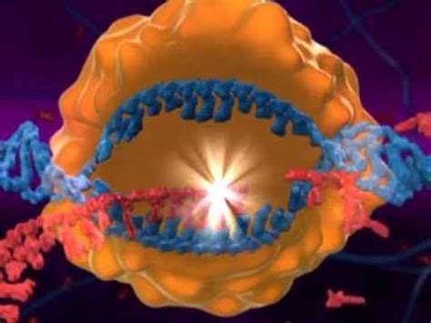 Protein Synthesis Animation - YouTube | Biology classroom, Biology ...