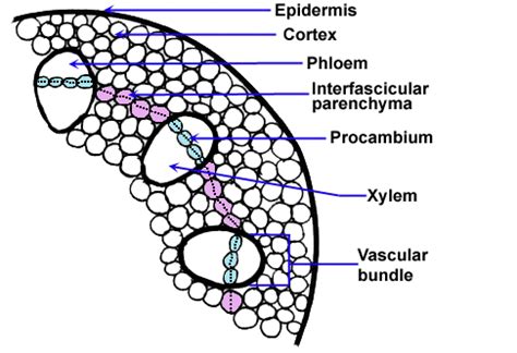 Stem - Secondary Growth - Generalized