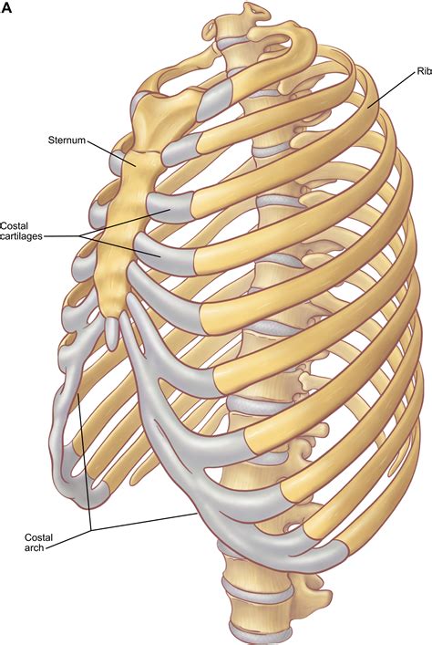 The Anatomy of the Ribs and the Sternum and Their Relationship to Chest ...