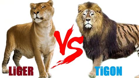 Liger Vs Tiger Size