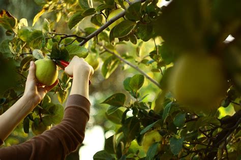 When To Harvest Quince Fruit: Tips On Picking Quince Fruit | Gardening ...