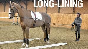 Long Lining A Horse - Gegu Pet