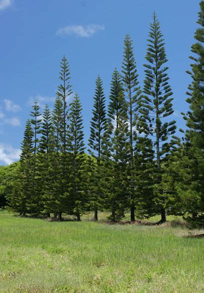 Araucaria columnaris - Cook Pine, New Caledonia Pine, Cook Araucaria ...