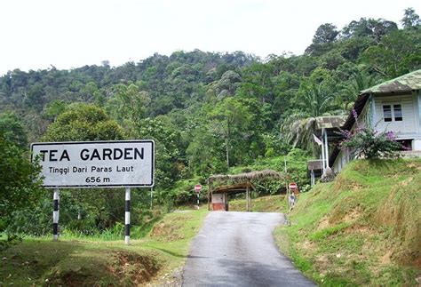 Tung Kin Foong's Blog: Tea Garden - Bukit Larut