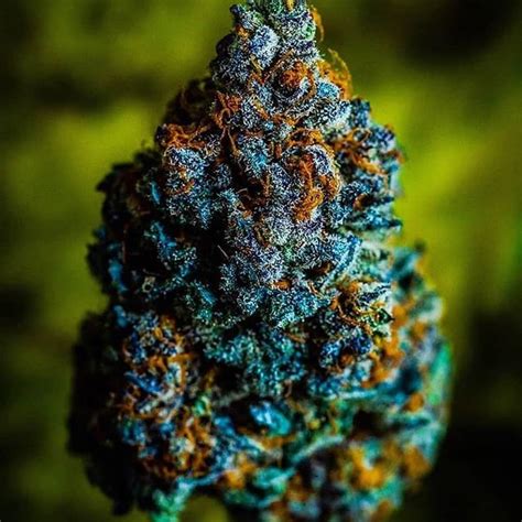 The Top 6 Best Indica Strains in South Africa 2024 | Cannabis Connect