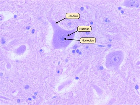 Nervous Tissue Labeled Neuron | The Best Porn Website