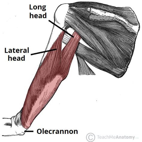 Triceps Brachii - Attachments - Actions - TeachMeAnatomy