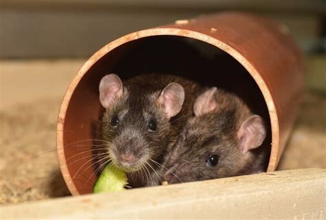 Are My Rats Playing or Fighting? - Understanding Rat Behavior | Animallama