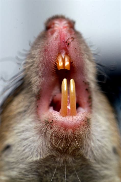 Head of a field rat showing its teeth | Rodent outbreaks hav… | Flickr