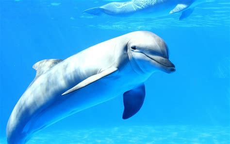 Gray dolphin, dolphin, sea, underwater, animals HD wallpaper ...