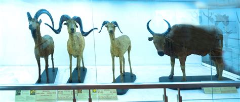 Mammal Gallery – Indian Museum Kolkata