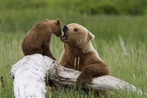 Grizzly Bear With Cub Playing Photograph by Matthias Breiter - Fine Art ...