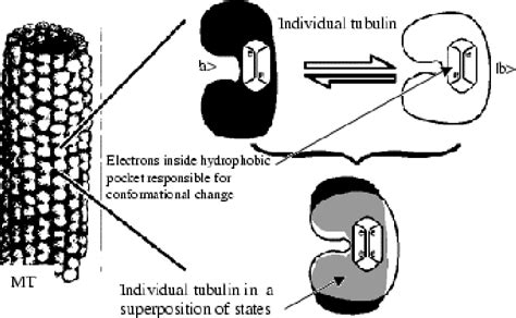 Relation between microtubule and tubulin. Tubulin can undergo a ...