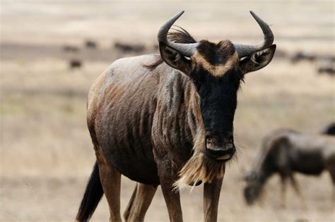 The Wildebeest | Information & Basic Facts | Animals Lover