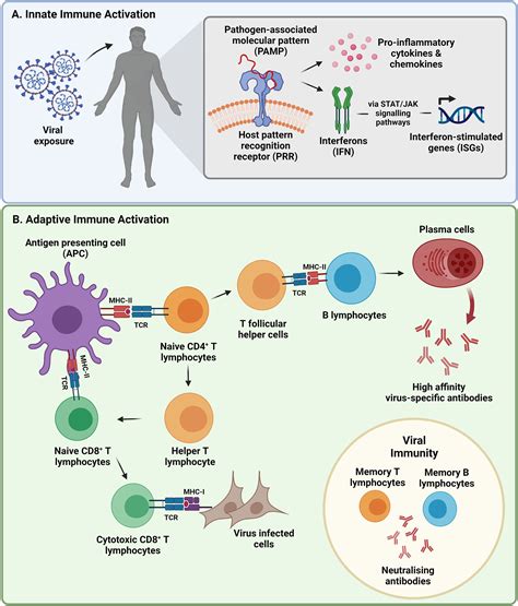 Simple Immune Response Diagram