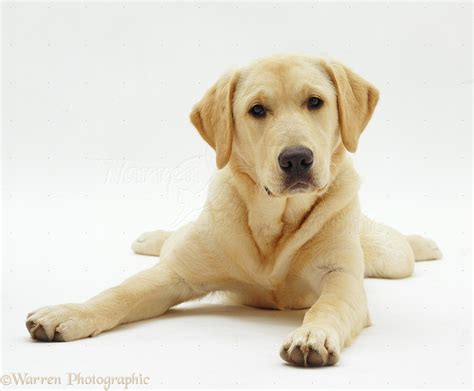 Labrador x Golden Retriever dog pup photo WP19000