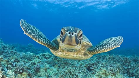 🔥 [140+] Free Sea Turtle Wallpapers Backgrounds | WallpaperSafari