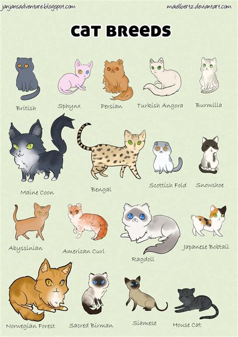 Cat breeds, Cats illustration, Bengal cat