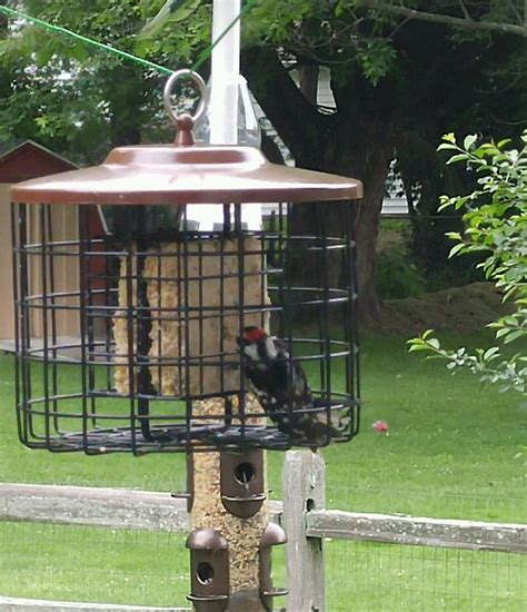 The Top 6 Woodpecker Feeders You Should Consider Buying