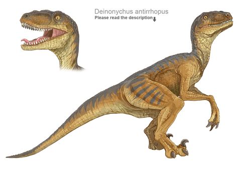 Deinonychus antirrhopus by crazyhorse42 on DeviantArt