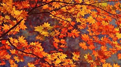 Autumn Foliage Wallpaper - WallpaperSafari