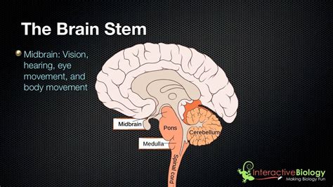 027 The 3 parts of the brain stem and their functions - YouTube