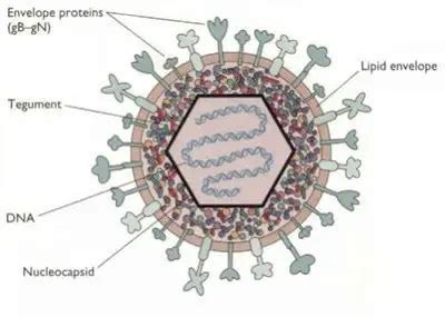 Herpes Simplex Virus (HSV): Structure, Clinical Feature, Lab Diagnosis