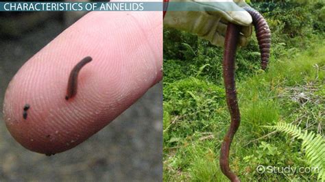 Annelid : Phylum Annelida (Segmented Worms) Chapter Test by Amy ...