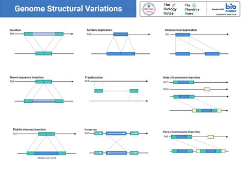 Genetic Variation- Definition, Causes, Types, Examples