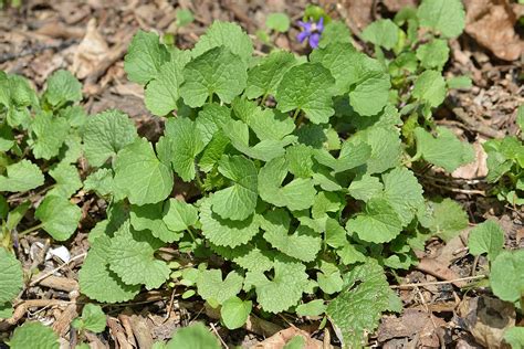 Garlic Mustard (Alliaria petiolata) | Fraser Valley Invasive Species ...