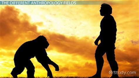 What is Biological Anthropology? - Definition & Subfields - Lesson ...