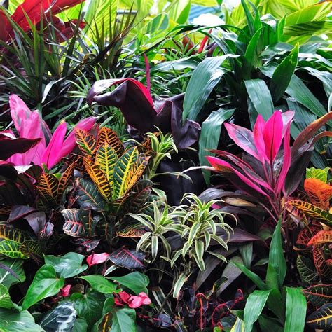 Coloured foliage, gorgeous. Small Tropical Gardens, Tropical Garden ...