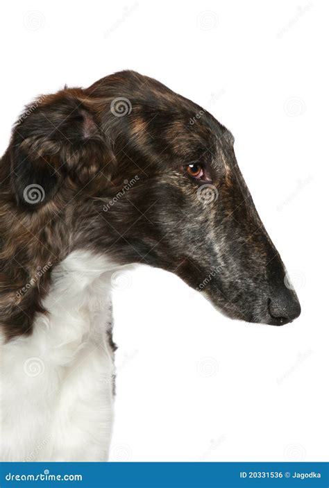 Russian Borzoi. Head Profile Close-up Portrait Stock Photo - Image of ...