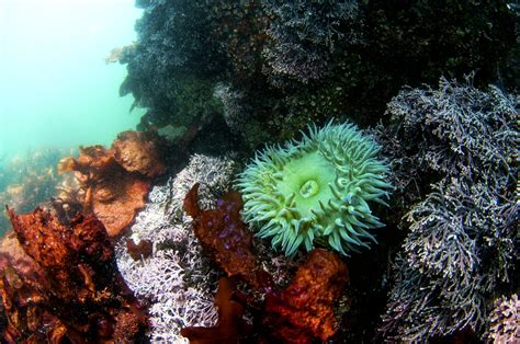 Sea Wonder: Giant Green Anemone | National Marine Sanctuary Foundation