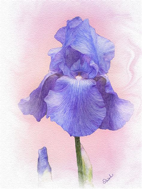 Blue Iris Digital Painting Painting by Sarah Dowson - Fine Art America