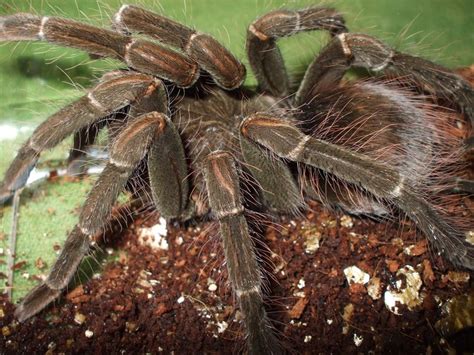 World's Biggest Spider Goliath Birdeating Spiders ~ Total World Info