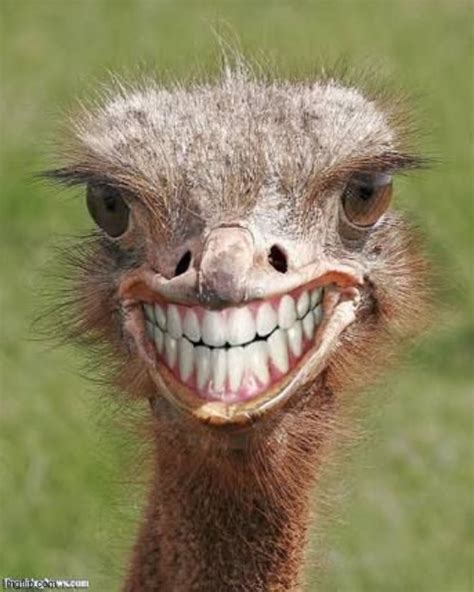 Teeth ostrich emu funny smile - Imgflip