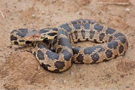 Eastern Foxsnake | EEK WI