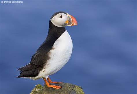 PUFFINS IN ICELAND - Camping Iceland