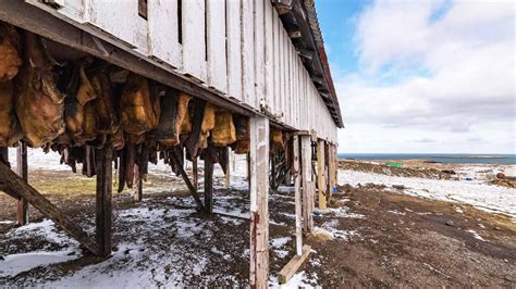 Hákarl Fermented Shark Meat – The Most Stinky Delicacy of Iceland ...