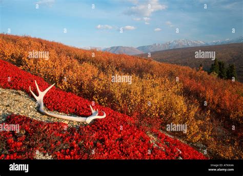 Caribou antler / Karibu-Geweih Stock Photo - Alamy