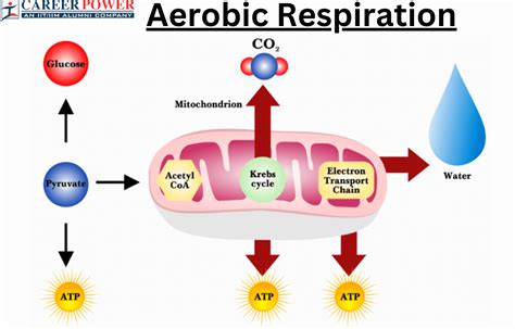 Aerobic Respiration: Definition, Equation and Examples